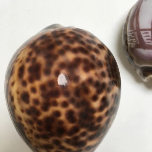 Set of 3 Sea Shells for Home/Office Decorations | Bohemian - Picture 4 of 5